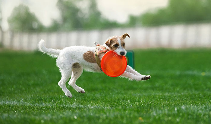 frisbee and the flying disc sports
